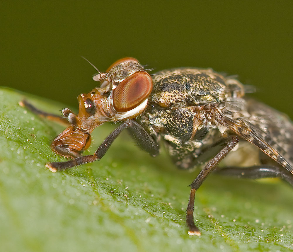 Platystoma (credo)  sp. ????